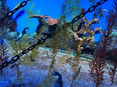 -上海海洋水族馆