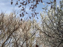 -桃花堤公园