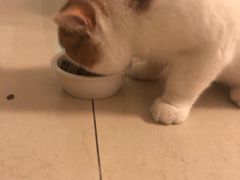 -袖虎·猫馆(体育西路店)