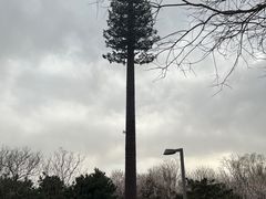 -大兴滨河森林公园