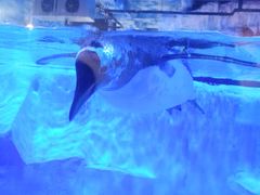 -芜湖新华联大白鲸海洋公园