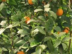 -南宫五洲植物乐园