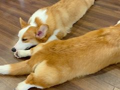 -柯斗斗主题餐厅·狗咖·围炉煮茶·茶饮(国瑞升平里店)