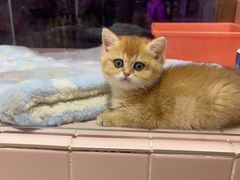 -FAELING PETS美天灵宠物(富力广场店)
