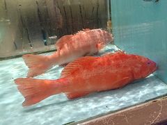 -阿伟海鲜楼·福建菜(延寿店)
