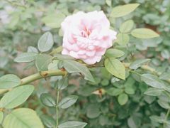 -北京大学燕东园