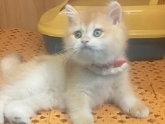 -欣宠猫屋·矮脚拿破仑·蓝金金渐层