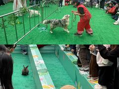 -灵玲国际马戏城