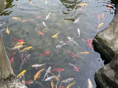 -都江堰玫瑰花溪谷