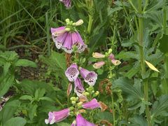 -国家植物园南园