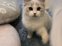 -momokira米努特·德文卷毛猫·棉花面纱犬