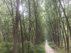 -合肥滨湖国家森林公园