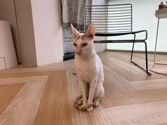 -米宠家·撸猫猫咖小萌宠·猫咪洗澡·猫咪寄养(高新大都荟店)