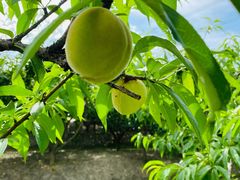 -长田漾湿地公园