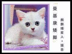 -十年猫舍·猫咪专门店(普陀店)