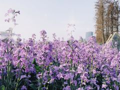 -顺峰山公园