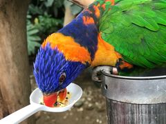 -南宫五洲植物乐园