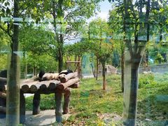 -卧龙中华大熊猫苑神树坪基地