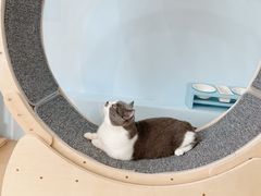 -喵宠乐园·撸猫互动·猫舍