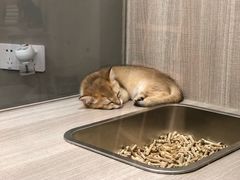 -飞行喵MR PILOT|猫舍·猫咖(静安大融城店)