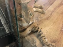 -袖虎·猫馆(体育西路店)