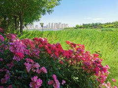 -天津东丽湖风景区