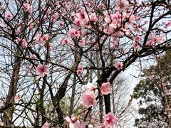 -金鸡湖桃花岛