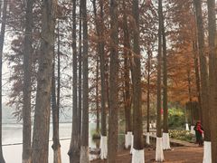 -重庆彩云湖湿地公园