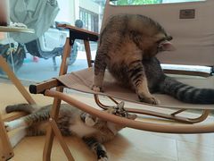 -猫咪派对(江南西店)