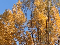 -森林公园(尖草坪区)