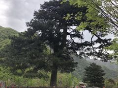 -秦岭终南山世界地质公园翠华山景区