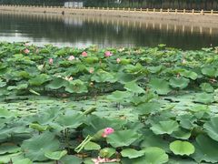 -蒲河岛湿地公园