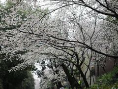 -武汉大学-樱园