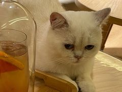 -猫腻·猫咖·撸猫馆(星光大道店)