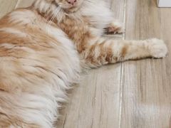 -李小姐の猫咖啡馆(五角场店)