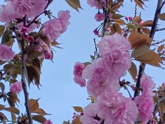 -高东镇樱花园