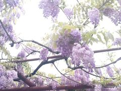 -嘉定紫藤园