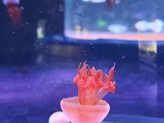 -欢乐海岸海洋奇梦馆