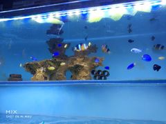 -山东柏宁水族批发广场