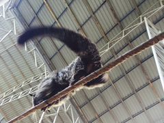 -清迈夜间动物园