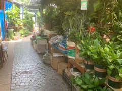 -曲阳花鸟市场(曲阳路店)
