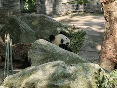 -都江堰中华大熊猫苑