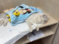 -北京观赏动物医院·24小时大型综合·猫专科·异宠专科