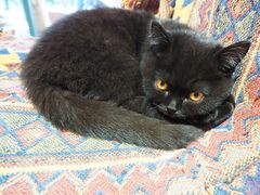 -喵屿·大理花园猫咖