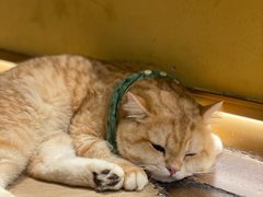 -天井·丑面包搭咖啡