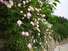 -渭南桃花源民俗文化园