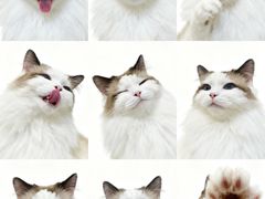 -瑞派天宁宠物医院·猫科·异宠中心