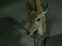 -清迈夜间动物园
