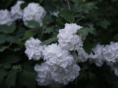 -国家植物园