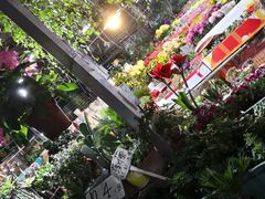 -曲阳花鸟市场(曲阳路店)